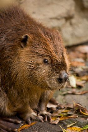 Is it legal to have a squirrel as a pet? new jersey wildlife | Animal Removal and Wildlife Control ...