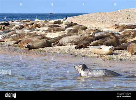 Grey Seal Swimming Along Sandbank Common Seals Sunbathe They Can Hold
