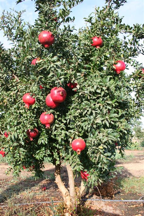 Sweet Dwarf Pomegranate Tree 10 Seeds Rare 1056 Buy Online In