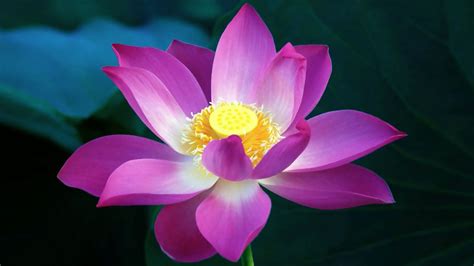 Lotus Flower Beautiful High Quality Hd Wallpapers All