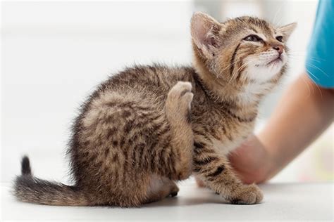 Check out this variety of hypoallergenic cat breeds the personality of the oriental is as distinctive as their coat. Allergies in Cats: Symptoms, Prevention and Home Remedies ...