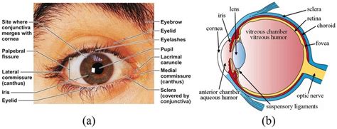 1 External Anatomy Of Eye A Frontal View Bside View Download