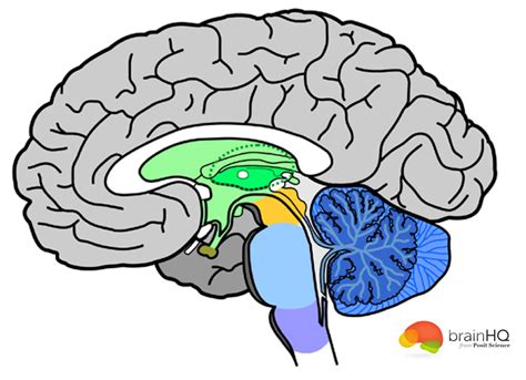 Unlabeled Diagram Of The Brain Clipart Best