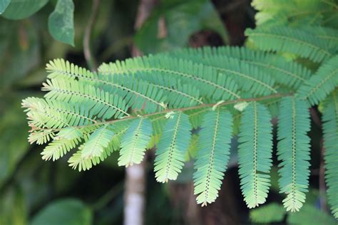 Phyllanthus Emblica L Plants Of The World Online Kew Science