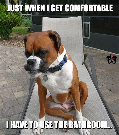 Boxer Dog Bathroom Meme Petrage