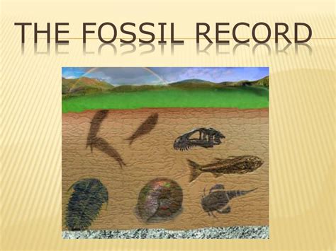 Ppt The Fossil Record Powerpoint Presentation Free Download Id5553357