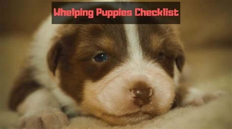 Whelping Checklist Things You Need For Expecting New Born Puppies