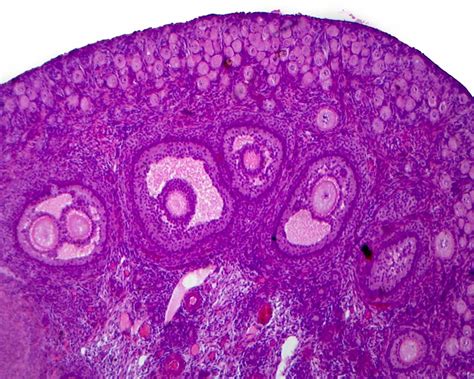 Histology Of The Ovary Diagram Quizlet