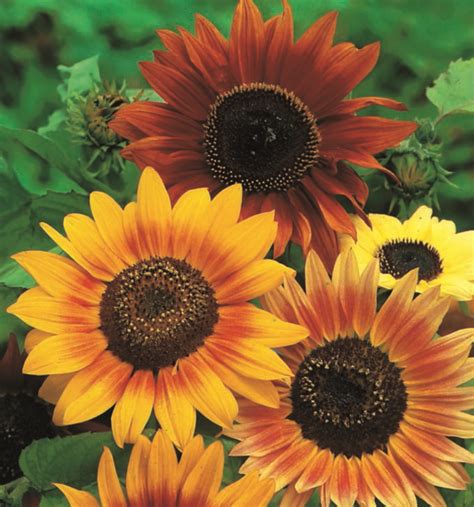 I'm sarah hart, the floral designer behind hart & co. Sunflowers - Charles Hart Seed Company