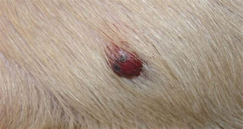 Hemangiosarcoma In Dogs Blood Vessel Cancer L Infurmation