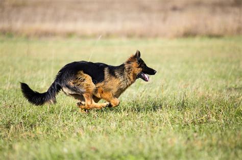 German Shepherd Dog Running Fast Outdoor Stock Photo