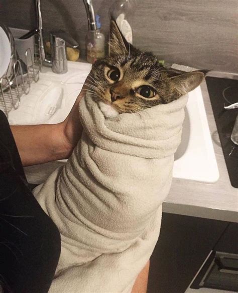 Cat Burrito Wrap Aww