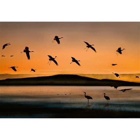Fotobehang Birds At Sunset 4 Delig 368 X 254 Cm Multi Leen Bakker
