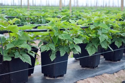 Growing Raspberries In Containers And Pots Uk