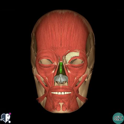 Muscles Of Facial Expression Anatomyzone