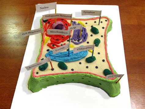 Plant Cell Cake Plant Cell Cake Edible Cell Project Cell Model Project