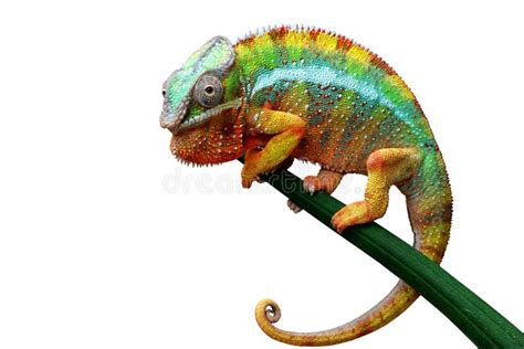 Chameleon Panther On Branch With Black Background Stock Photo Image