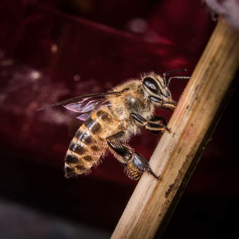 Premium Photo Bees Are Drinking Nectar