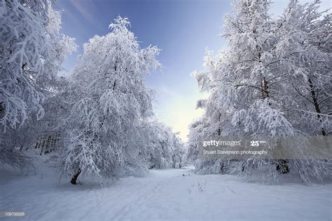 Snow Covered Trees Stock Photo Getty Images