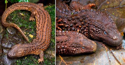 Meet The Borneo Earless Monitor The Rarest Of The Lizard Species That