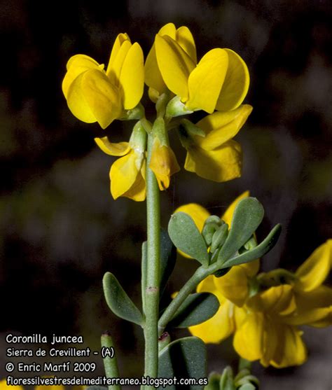Leguminosae Coronilla Juncea Flores Silvestres Del Mediterráneo