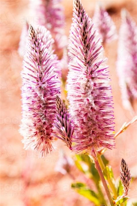 Image Of Close Up Of Pink Mulla Mulla Flowers Austockphoto
