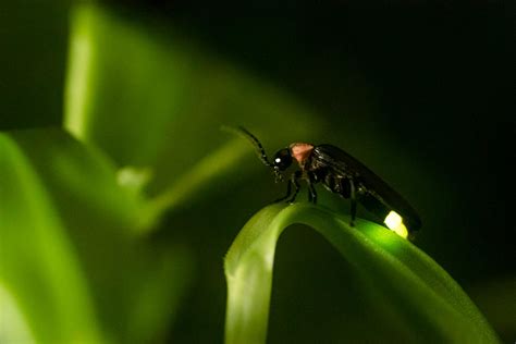 Do Fireflies Kill Pests Learn About Lightning Bugs As Pest Management
