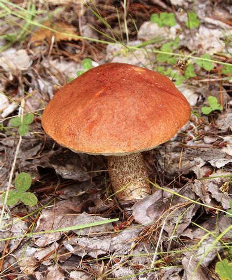 Brown Birch Boletus Mushroom On The Forest Floor Close Up View Stock
