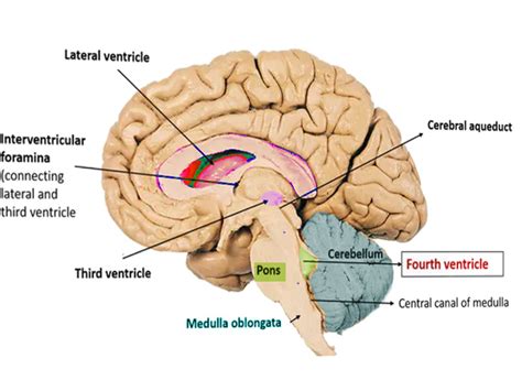 Figure Fourth Ventricle Image Courtesy Ochaigasame Statpearls