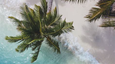 Download Wallpaper 1920x1080 Palm Tree Branches Sea Coast Aerial