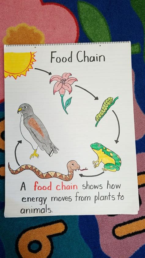 Simple Food Chain Diagram For Kids