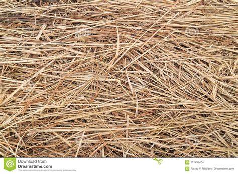 Hay Or Straw Or Dry Grass Background Texture Stock Photo Image Of