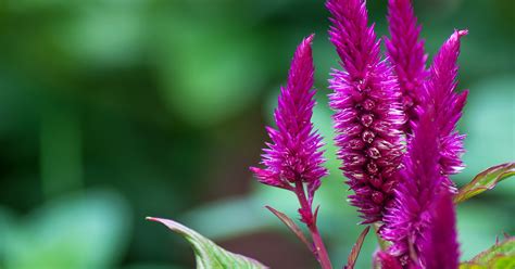 Euphorbia is a large genus of succulents with over 2,000 species. Fairy Fountain | ASPCA