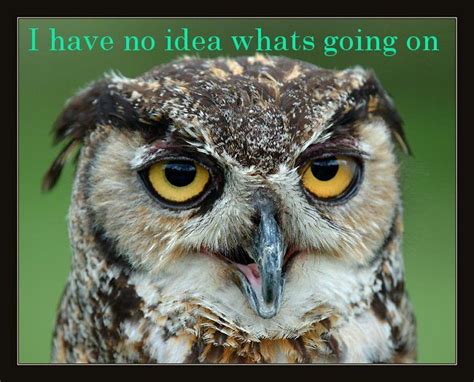 Sometimes I Feel This Way Funny Owl Memes Funny Owls Funny Owl