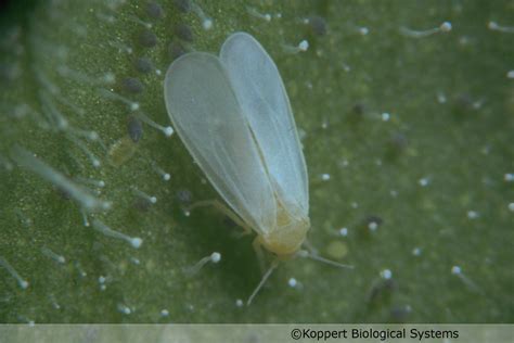 Trialeurodes Vaporariorum Adult Glasshouse Whitefly Kopper Flickr