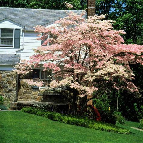 The Best Flowering Trees And Shrubs Better Homes And Gardens