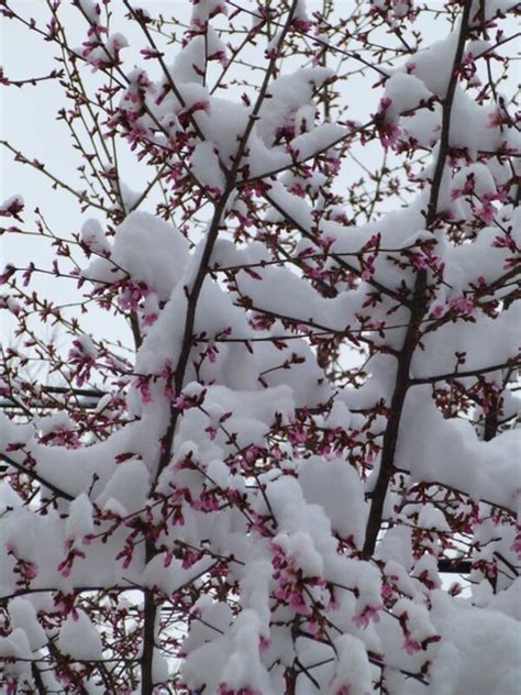 Snow On Cherry Blossoms Notionscapital