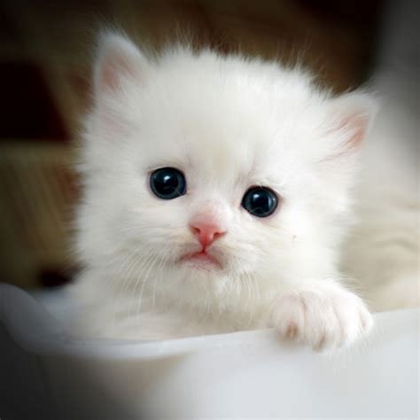 Create Meme Cats Are Small White Kitten Cats Are Small Cute