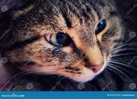 Crying Cat Stock Image Image Of Portrait Homeless Lugubrious 47237123