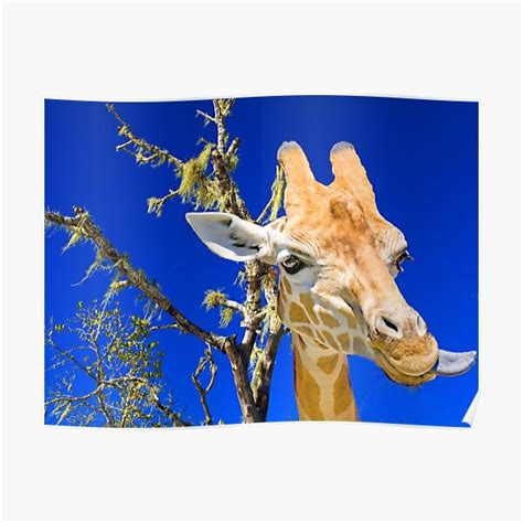 Giraffe Up Close Original Exclusive Photo Art Poster For Sale By