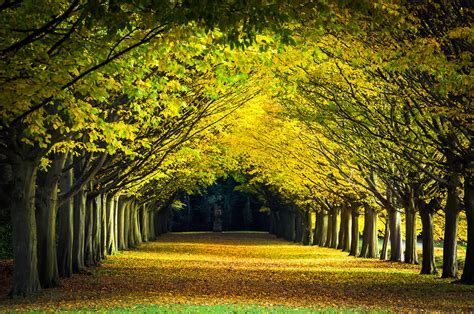 Landscape Photo Pathway Between Trees Cambridge Hd Wallpaper