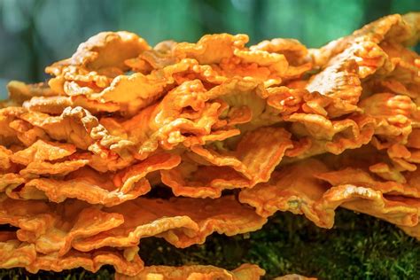 How To Prepare Recipe For Chicken Of The Woods Mushrooms
