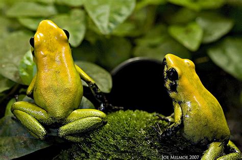 Check spelling or type a new query. Alam Mengembang Jadi Guru: Top 12 Katak Paling Beracun di ...