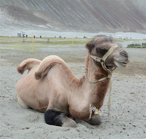 Bactrian Or Two Hump Camel In Nubra Valley Stock Photo Image Of Asia