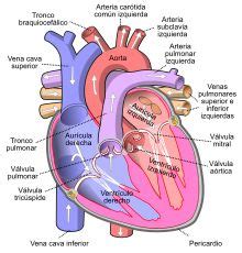 Sistema Circulatorio Humano Para Dibujar B Squeda De Google