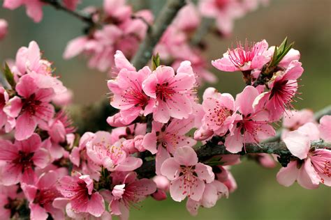 Apple Tree Bright Spring Pink Flowers Petals Blossoms Tender Wallpaper