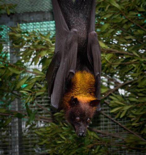 Malayan Flying Fox Bat At The Lubee Bat Conservancy Near G Flickr