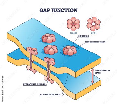 Gap Junction As Anatomical Intercellular Connection Structure Outline