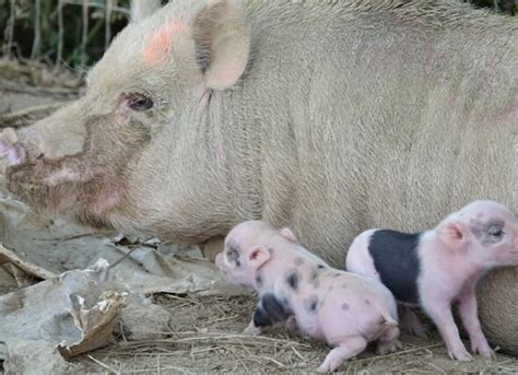 Pictures Of Pot Belly Pigs Clashing Pride