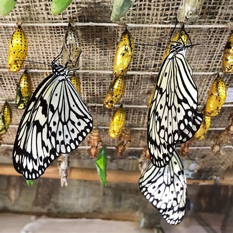 Butterfly House — Texas Discovery Gardens